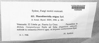 Phaeodimeriella exigua image